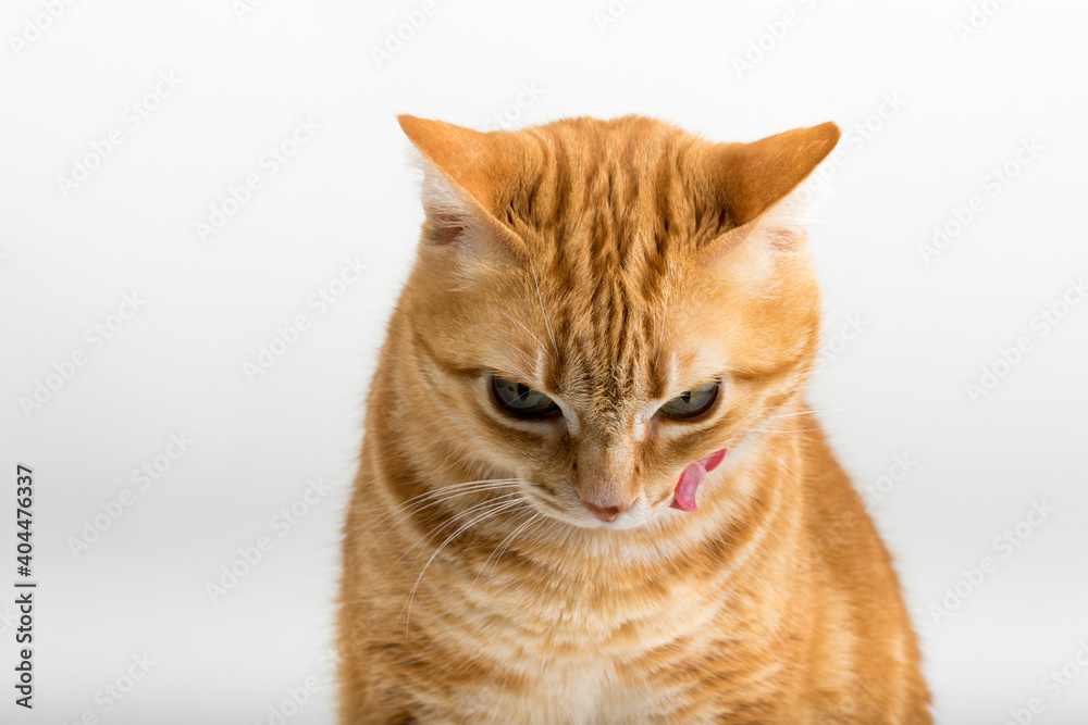 A Beautiful Domestic Orange Striped cat sitting with open mouth and tongue out in strange, weird, funny positions. Animal portrait against white background.