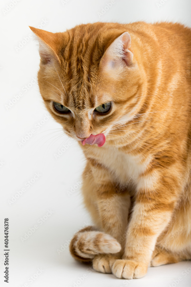 A Beautiful Domestic Orange Striped cat sitting with open mouth and tongue out in strange, weird, funny positions. Animal portrait against white background.