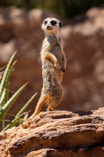 Cute big eyed meerkat on the lookout