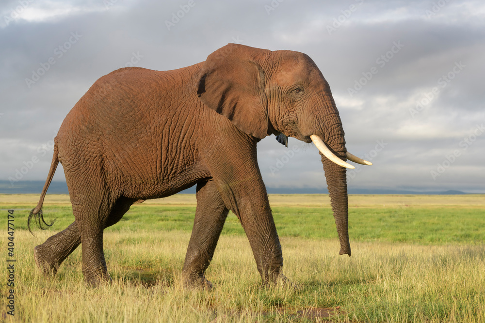 African elephant (Loxodonta africana) walking on savanna, Amboseli national park, Kenya.