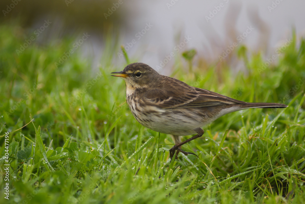 Spioncello (Anthus spinoletta), ritratto tra l'erba del prato