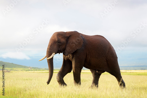 Young African elephant (Loxodonta africana) bull, walking on savanna, Amboseli national park, Kenya.