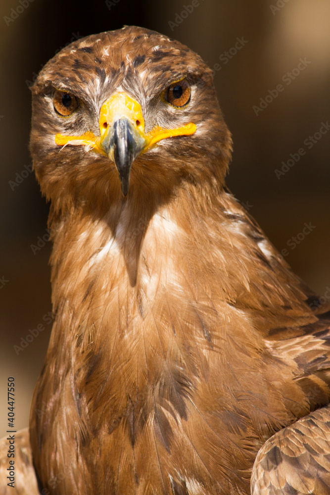 Portrait of a steppe eagle (Close-up of Aquila nipalensis) Portrait of a steppe eagle (Close-up of Aquila nipalensis)