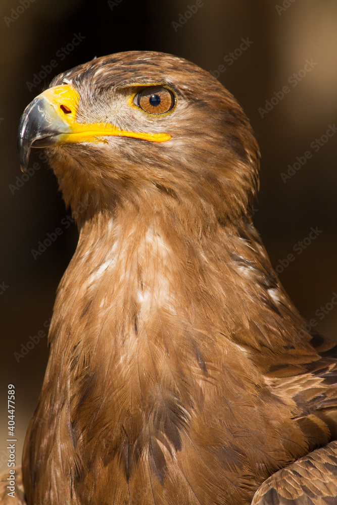 Portrait of a steppe eagle (Close-up of Aquila nipalensis) Portrait of a steppe eagle (Close-up of Aquila nipalensis)