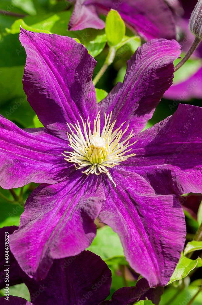 Clematis 'Warszawska Nike' an early summer flowering shrub plant with a  purple summertime flower which opens from July to September, stock photo  image Stock Photo | Adobe Stock