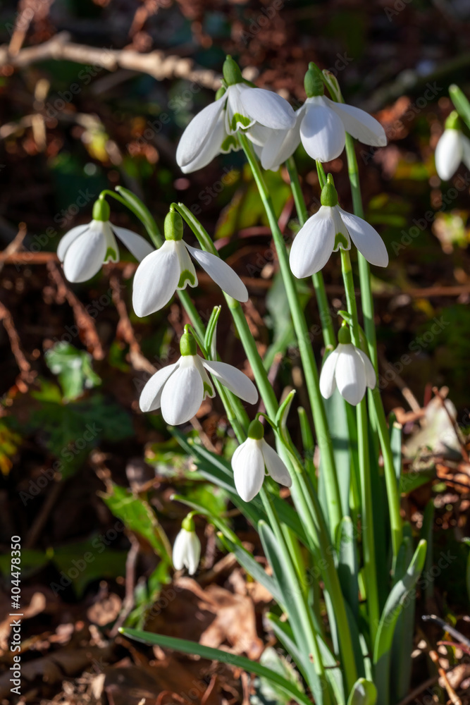 Snowdrop galanthus 'S Arnott' an early winter spring flowering bulbous plant with a white springtime flower which opens in January and February, stock photo image Snowdrop galanthus 'S Arnott' an early winter spring flowering bulbous plant with a white springtime flower which opens in January and February, stock photo image