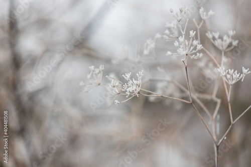 Phragmites - A reed bent and covered with hoarfrost grows on the edge of a pond. © Roman Bjuty