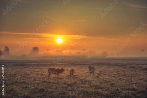 The cows are eating grass for pleasure in the fields at sunrise morning fog and the beautiful sky © wirakorn
