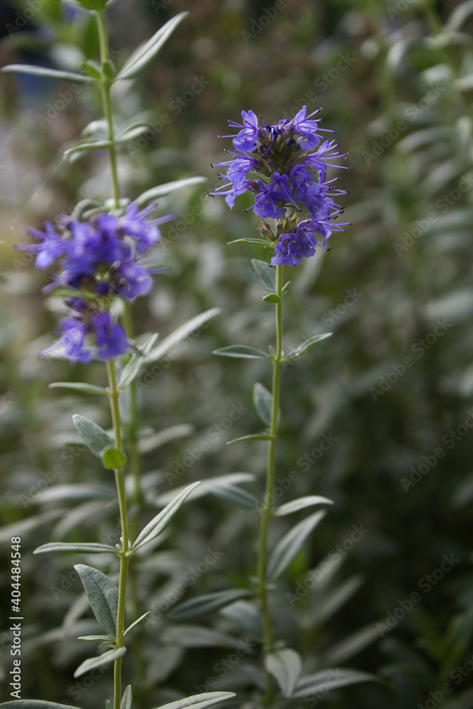 Fototapeta premium close up Rosemary herb leaf and flower.