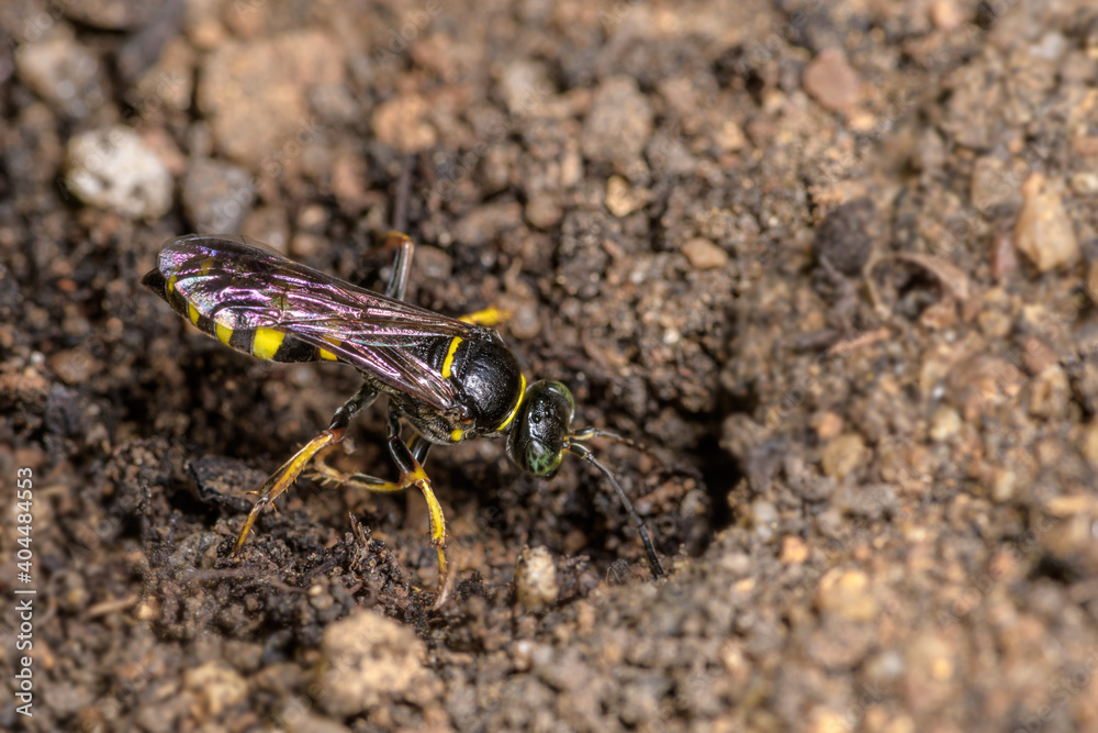 Close-up of wasp (Bembix rostrata), digging its lair in the sand. Close-up of wasp (Bembix rostrata), digging its lair in the sand.
