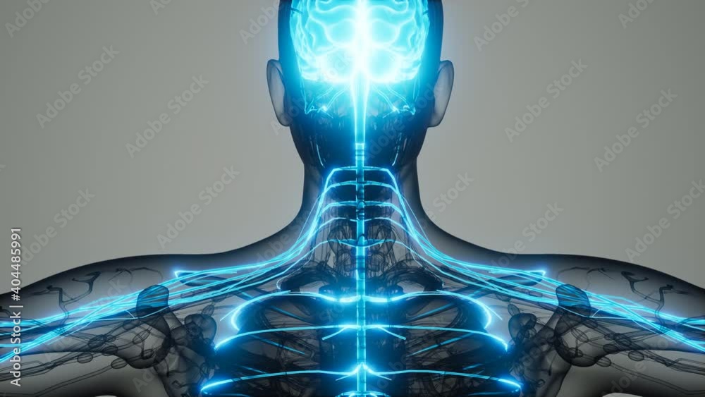 brain and nervous system of human