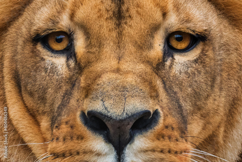 Katanga Lion - Panthera leo bleyenberghi, iconic animal from African savannas, Kalahari, Botswana. photo