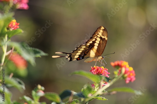 butterfly on flower