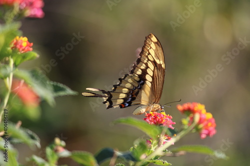 butterfly on flower