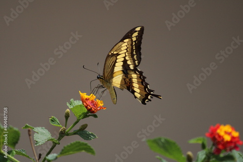 butterfly on flower