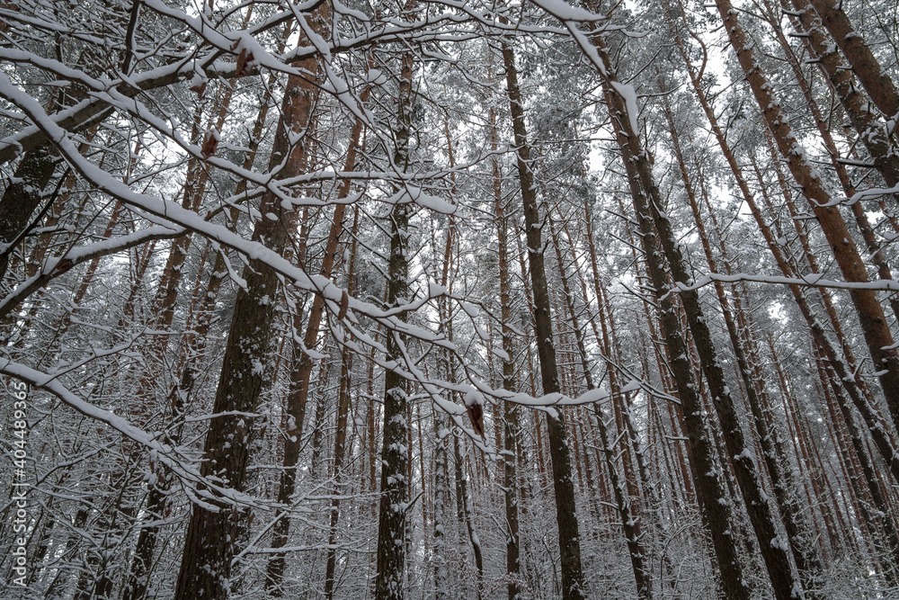 Winter snowy pine forest tree trunks frosty day landscape in Belarus, natural background. Christmas background with winter forest landscape. Winter snowy pine forest tree trunks frosty day landscape in Belarus, natural background. Christmas background with winter forest landscape.