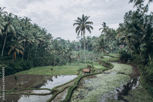 Tagalong Rice Terrace photo