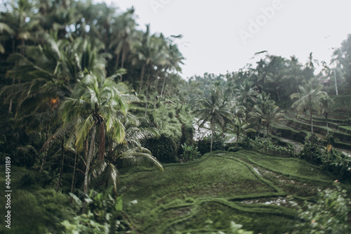 Tagalong Rice Terrace © Елена Гроза
