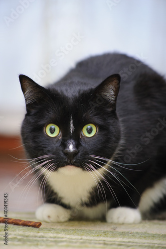 Primo piano di gatto bicolore nero e bianco accovacciato photo