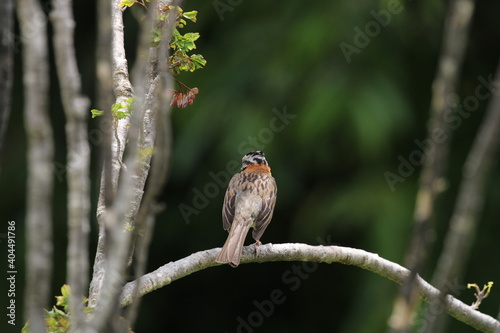 robin on a branch