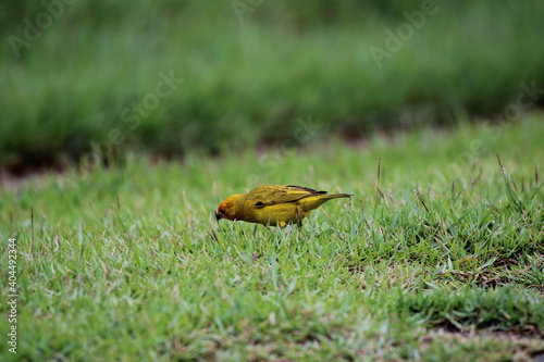 sparrow on the grass