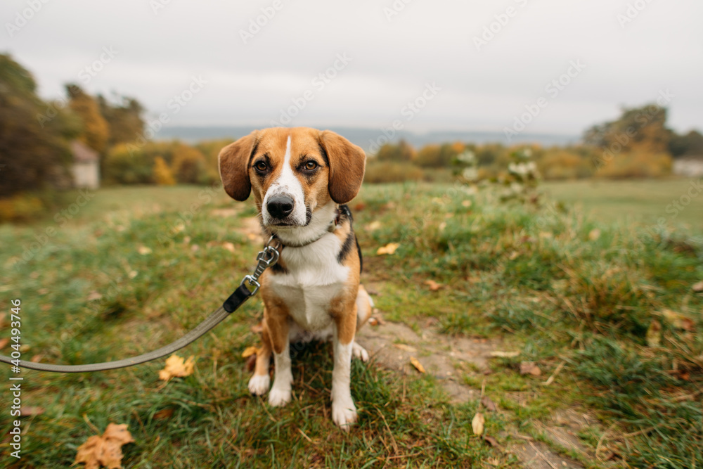 cute Estonian hound dog in autumn on the nature