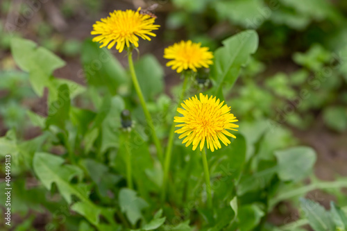 Yellow dandelion, taraxacum officinale, flower on spring meadow. Dandelion blossom in green grass on the field. Yellow summer flowers. Spring time concept with blooming dandelion
