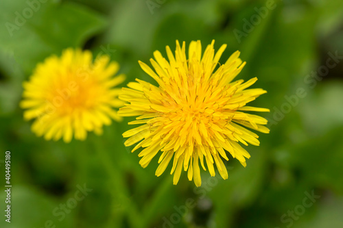 Yellow dandelion  taraxacum officinale  flower on spring meadow. Dandelion blossom in green grass on the field. Yellow summer flowers. Spring time concept with blooming dandelion