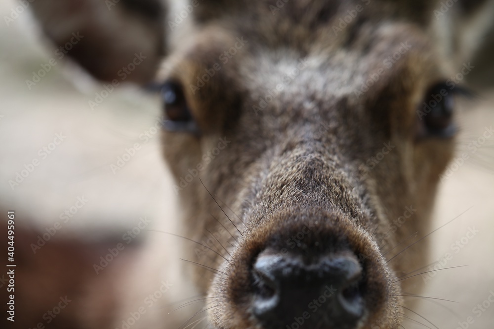 Fototapeta premium Japan Hiroshima Miyajima Island deer