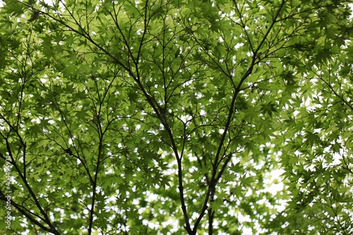 Japan Hiroshima maple tree leaves