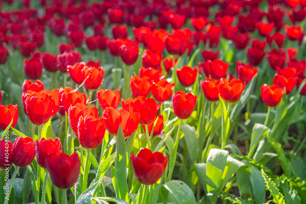 Red tulips are blooming in the garden. Beautiful floral background. Flowerbed with flowers. Close-up photo tulip. Red tulips are blooming in the garden. Beautiful floral background. Flowerbed with flowers. Close-up photo tulip.