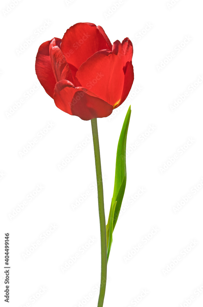 One beautiful red tulip flower (Tulipa) with green leaves close-up on white isolated background One beautiful red tulip flower (Tulipa) with green leaves close-up on white isolated background