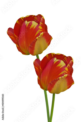 Two red and yellow Triumph tulips  Tulipa  Dow Jones flowers close-up on white isolated background