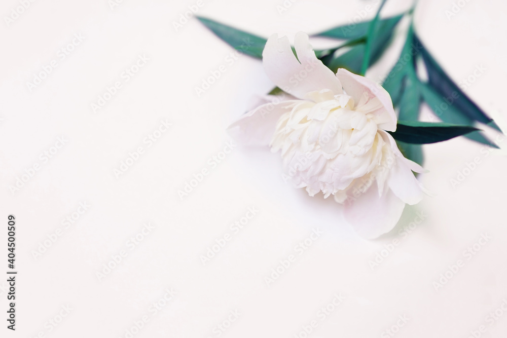 Fresh white peony on grey background with copy space. High quality photo Fresh white peony on grey background with copy space. High quality photo
