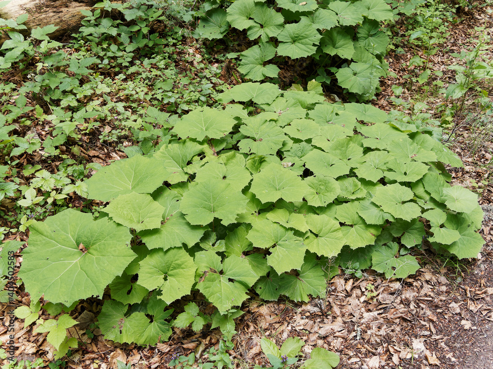 Touffes de grandes feuilles vert-mat, laineux et cordiformes sur de longs pétioles de pétasite blanc (Petasites albus) en bord de sentier humide (Forêt-Noire Allemagne) Touffes de grandes feuilles vert-mat, laineux et cordiformes sur de longs pétioles de pétasite blanc (Petasites albus) en bord de sentier humide (Forêt-Noire Allemagne)