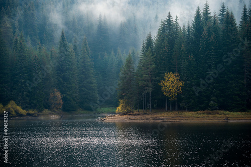 Fototapeta Naklejka Na Ścianę i Meble -  Fogy lake forest landscape background 