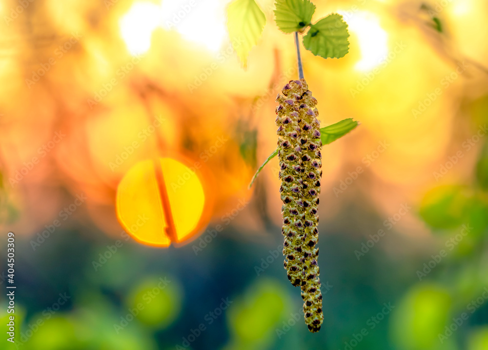 Fototapeta premium birch buds closeup on a background of beautiful bokeh sunset