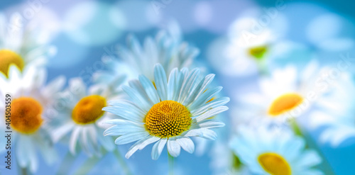 beautiful daisies close up on a blue background in the sun