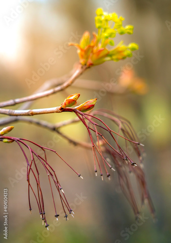 Maple flowers close up during spring flowering in the evening sun