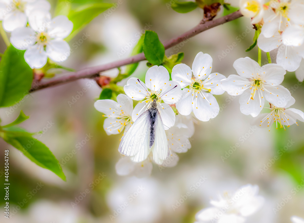 a white butterfly sits on a cherry blossom flower a white butterfly sits on a cherry blossom flower