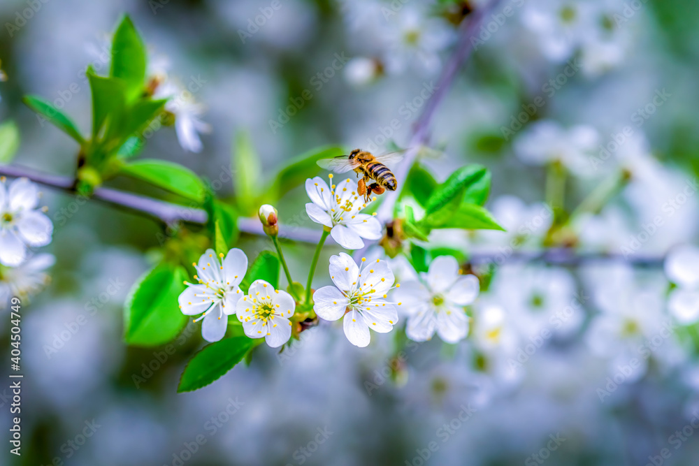 Honey bee collects nectar from cherry blossoms Honey bee collects nectar from cherry blossoms