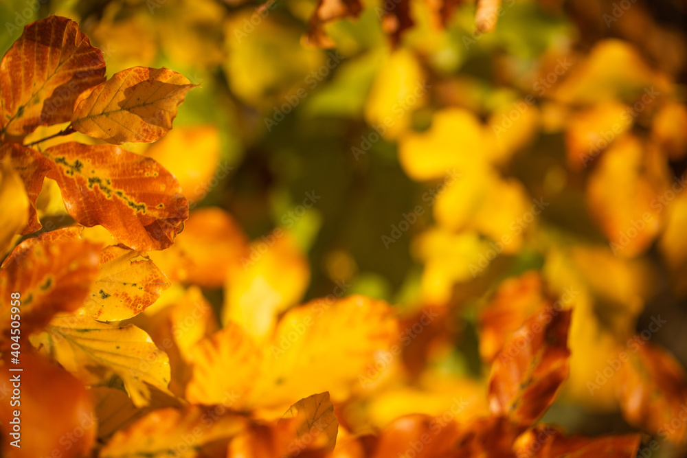 Fall coloured leaves and a see through Fall coloured leaves and a see through