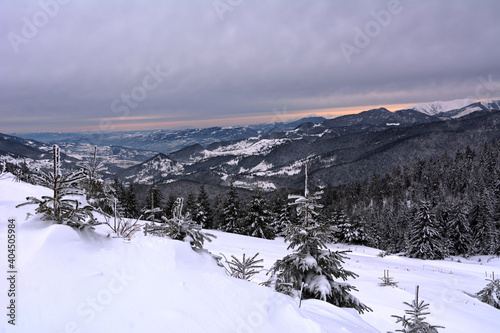 Small fir trees on the top of the mountains covered with snow. Beautiful winter view over the Carpathians 