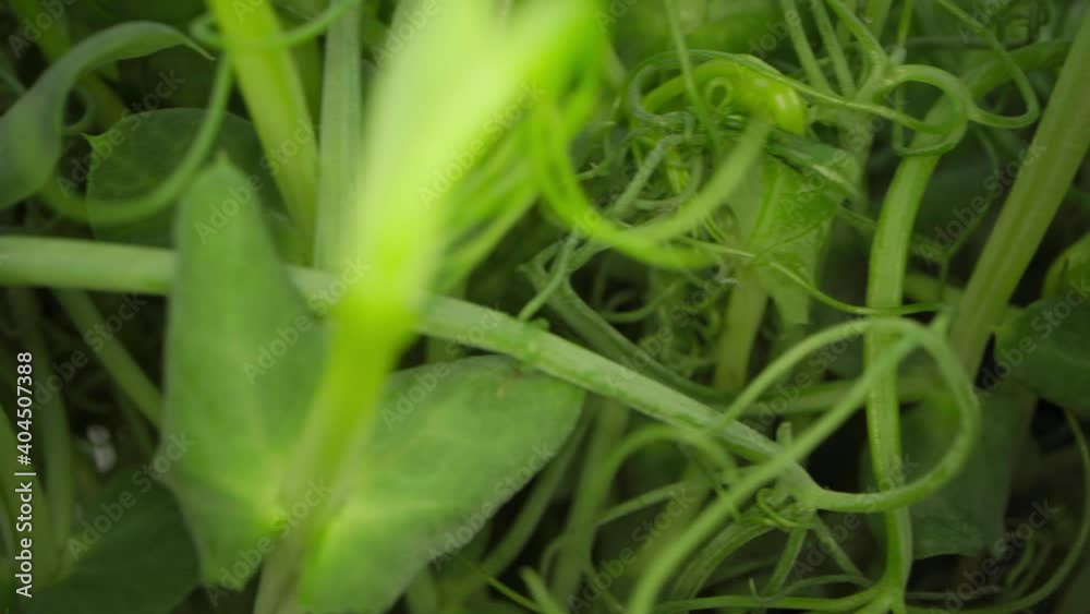 Close up video of growing microgreen sprouts Close up video of growing microgreen sprouts