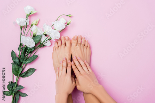 Fototapeta Naklejka Na Ścianę i Meble -  top view of groomed female hands and feet near white eustoma flowers on pink background