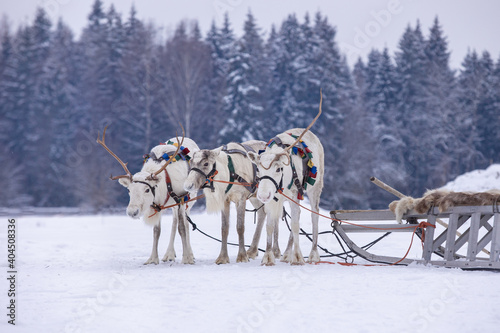 reindeer sled in beautiful winter landscape