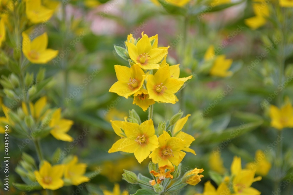 yellow flowers in the garden yellow flowers in the garden