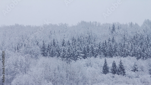 Bright winter landscape with snow covered trees