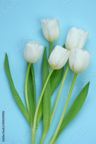 White tulips bouquet on a light blue background. White spring flowers. Floral greeting card blank. Floral delicate spring background..copy space. International Women s Day  Mother s Day.