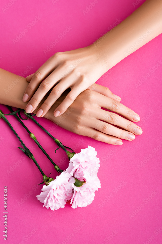 Fototapeta premium top view of female hands with glossy manicure near carnation flowers on pink background